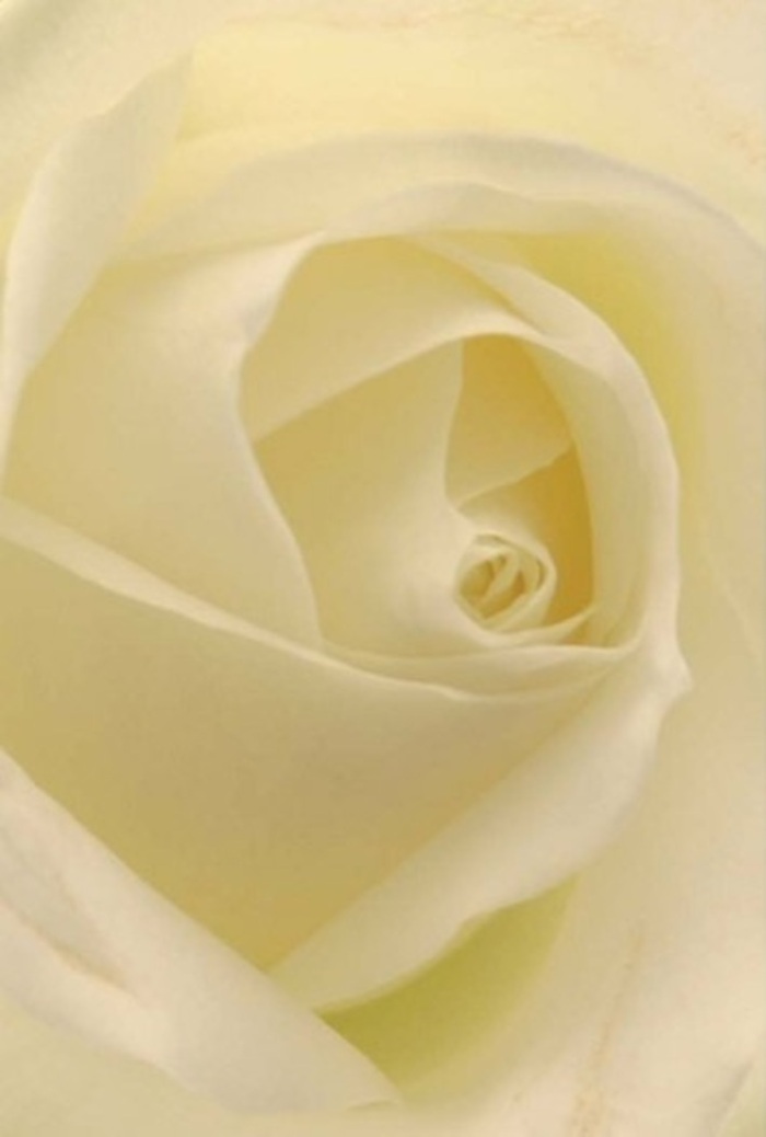 Looking closely at this classic white rose, expertly arranged by Rayners Lane Florist, one is drawn into the tranquil contours and harmonious layering of its petals. The composition resonates with elegance-creamy whites blend seamlessly with touches of soft lemon, all illuminated by gentle, natural light that seems almost to emanate from within the bloom itself. The core, spiraled in symmetrical perfection, offers a sense of purity and quiet resolve, ideal for heartfelt exchanges-be it a delicate apology, a romantic surprise, or the finishing touch of an elegant wedding centerpiece near Rayners Lane's local venues. With its subtle gradations of color and soft, shadowed ridges, the rose's artistry is unmistakable, its beauty elevated by the hands that placed each petal so thoughtfully. The imagined scent is clean and serene, evoking the refreshing breeze that drifts through Rayners Lane's leafy avenues. Each detail in this image honors the natural resilience and understated luxury of a classic rose, perfectly fitting for a community that values sincerity and a timeless sense of style. The close, almost luminous perspective ensures that both the flower's form and feeling are tenderly conveyed, ready to uplift any occasion in the heart of Rayners Lane.